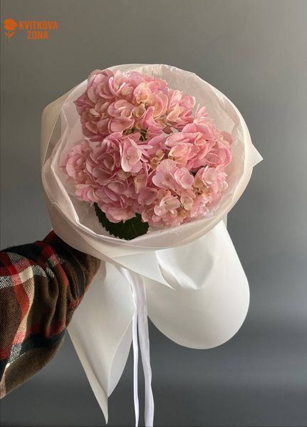 1 Pink Hydrangea
