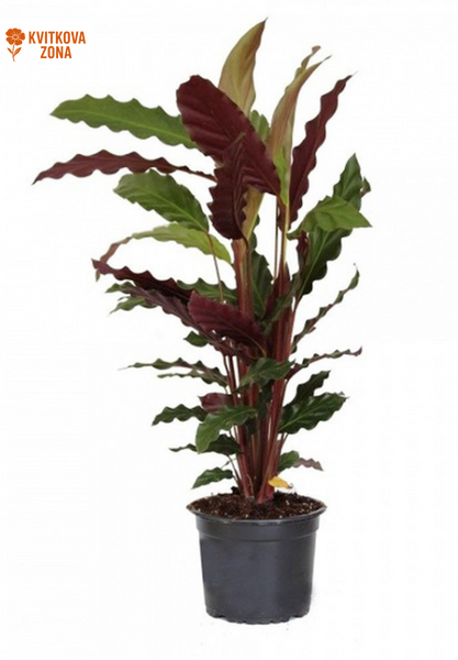 Calathea (Rufibarba) 90 cm