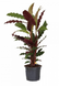 Calathea (Rufibarba) 90 cm