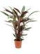 Calathea (Rufibarba) 90 cm