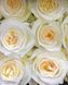 25 roses Candlelight