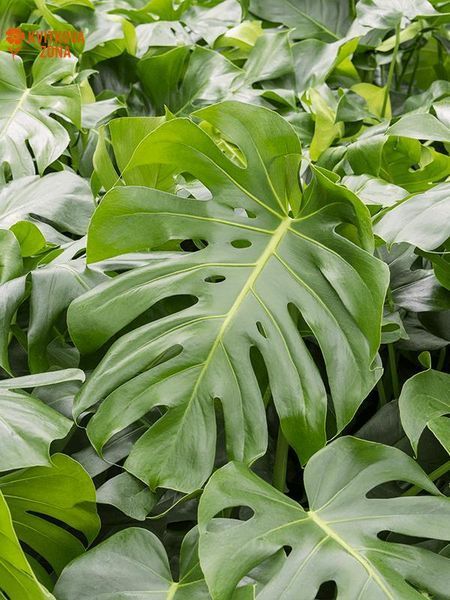 Monstera Deliciosa 80&ndash;85 cm
