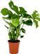 Monstera Deliciosa 80&ndash;85 cm