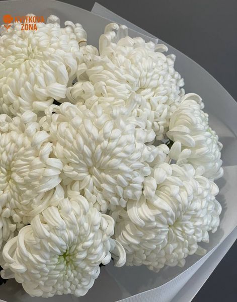 9 white chrysanthemums