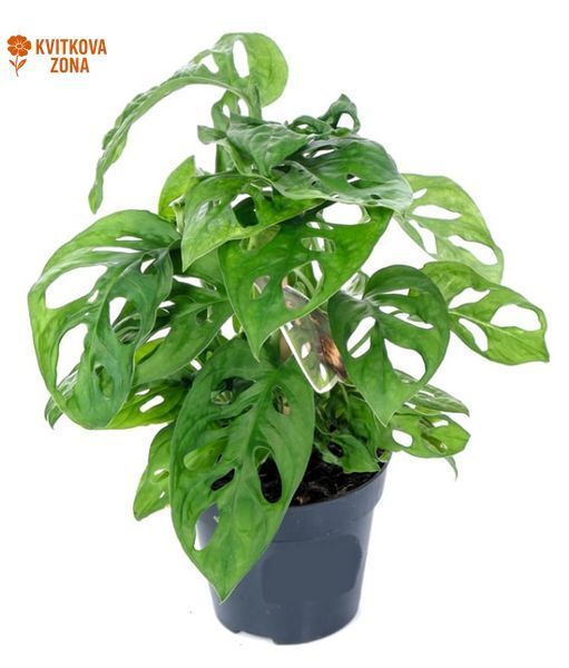Monstera Monkey 30 cm