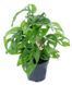 Monstera Monkey 30 cm