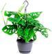 Monstera Monkey 30 cm