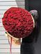 101 roses Explorer 60 cm