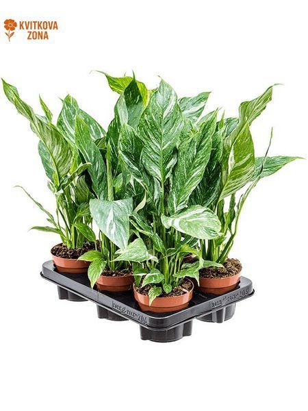 Spathiphyllum Diamond 50&ndash;55 cm