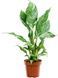 Spathiphyllum Diamond 50&ndash;55 cm
