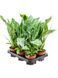 Spathiphyllum Diamond 50&ndash;55 cm