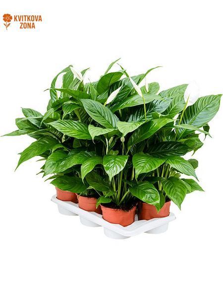 Spathiphyllum Vivaldi 75 cm