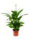 Spathiphyllum Vivaldi 75 cm