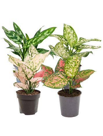 Аглаонема Микс 35 см 30007 фото