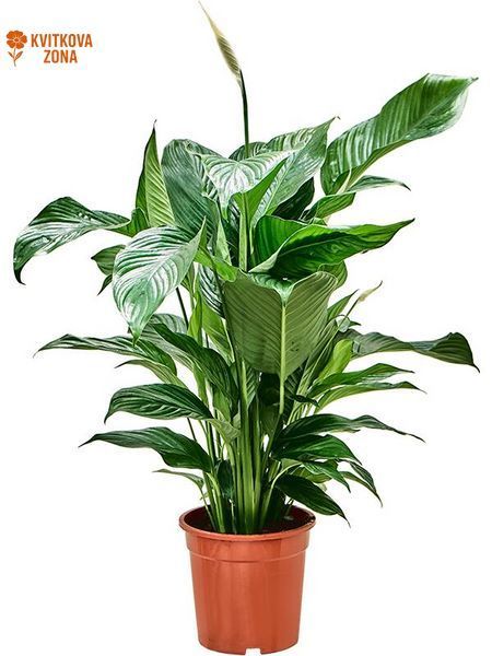 Spathiphyllum Sweet Lauretta 100 cm