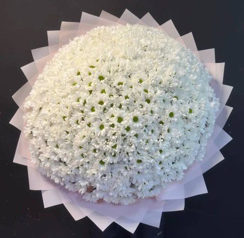 51 Chamomile chrysanthemum