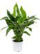 Spathiphyllum Sweet Lauretta 100 cm
