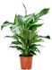 Spathiphyllum Sweet Lauretta 100 cm