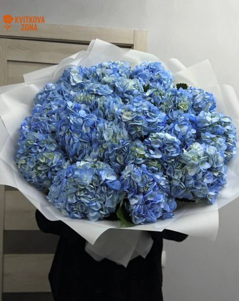 23 blue hydrangeas