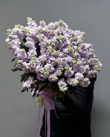 55 лавандовых Маттиол 9200 фото