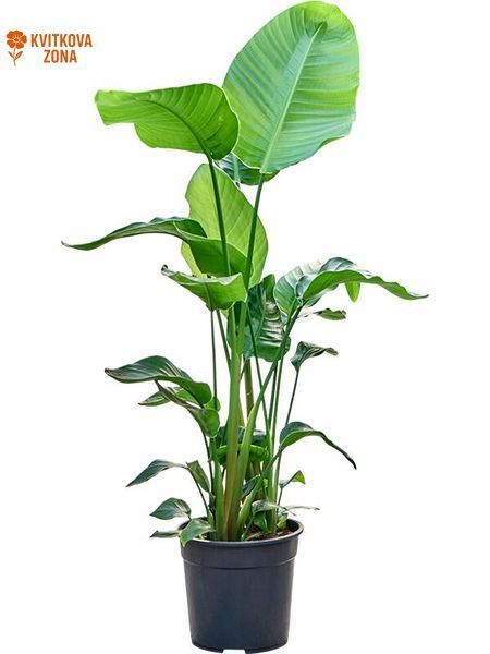 Strelitzia Nicolaya 130 cm