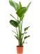 Strelitzia Nicolaya 130 cm