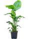 Strelitzia Nicolaya 130 cm