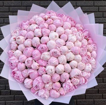 101 Sarah Bernhardt peonies