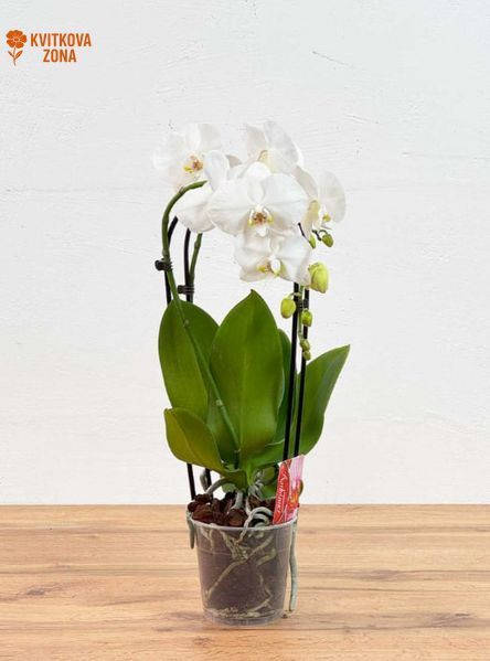 Phalaenopsis White (Cascade, 2 Stems)