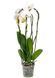 Phalaenopsis White (Cascade, 2 Stems)