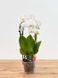 Phalaenopsis White (Cascade, 2 Stems)