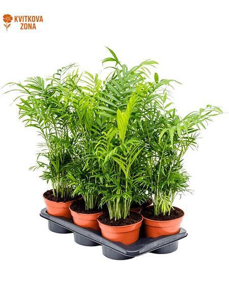 Chamaedorea Elegans 60 cm