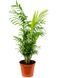 Chamaedorea Elegans 60 cm