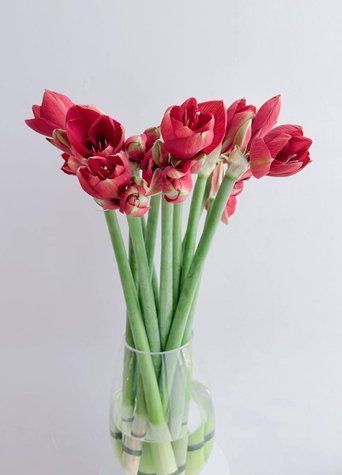 9051 фото