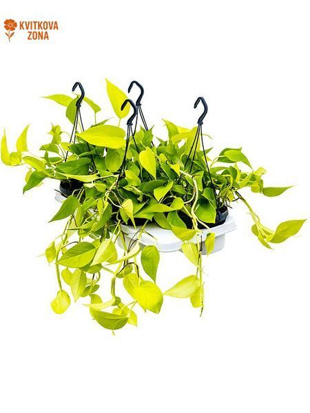 Epipremnum (Golden Pothos) 40 cm