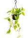 Epipremnum (Golden Pothos) 40 cm