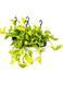 Epipremnum (Golden Pothos) 40 cm