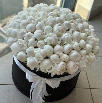 101 White Peony in Box