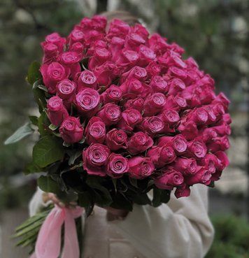 55 roses Prince of Persia